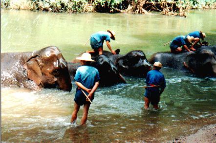 
 Thailand herfst 1993